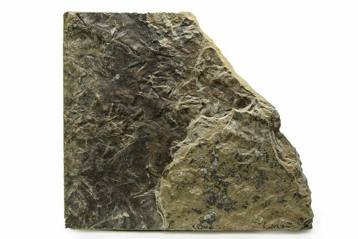 Fossil Bird (Avipeda) Track Plate - Green River Formation, Utah #352251